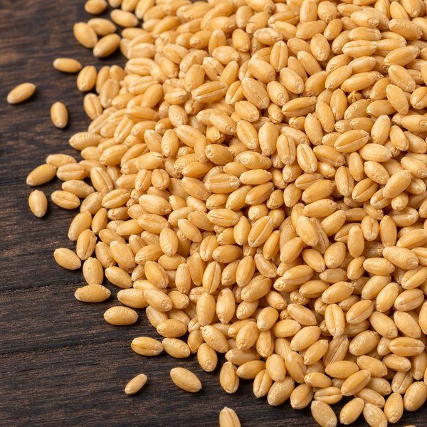 Close view of Russian milling wheat kernels for quality assessment